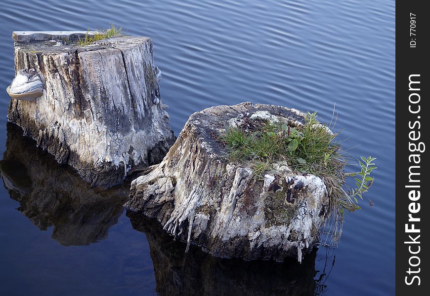 Two white stumps in the water with grass and fungus growing on them. Two white stumps in the water with grass and fungus growing on them