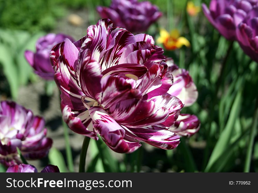 Purple parrot tulip close up