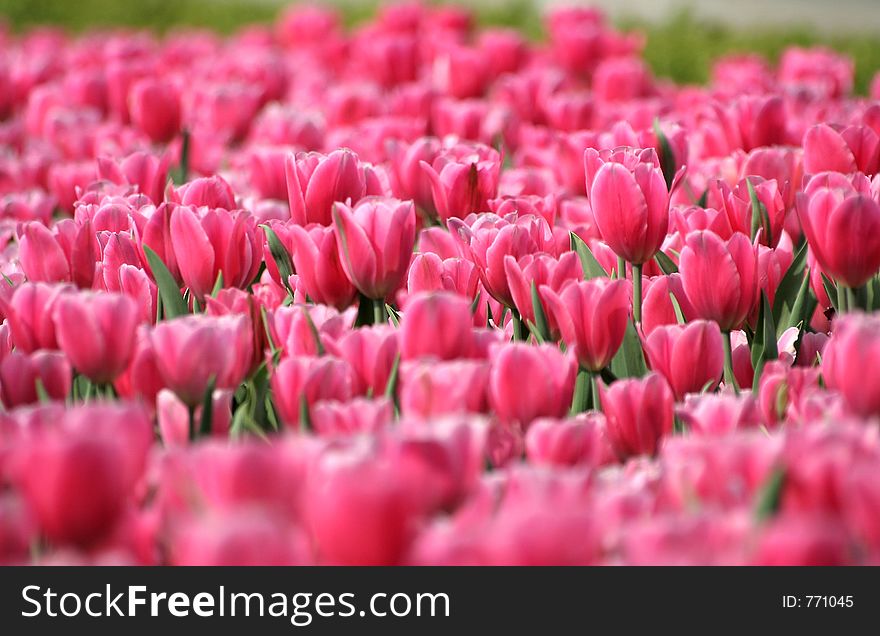 Tulips