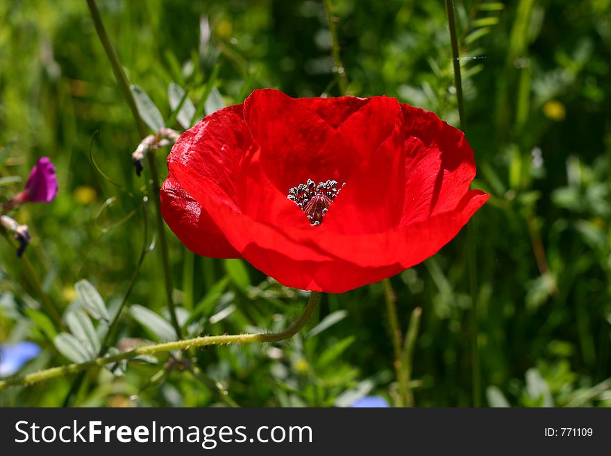 Red poppy in wildflower meadow