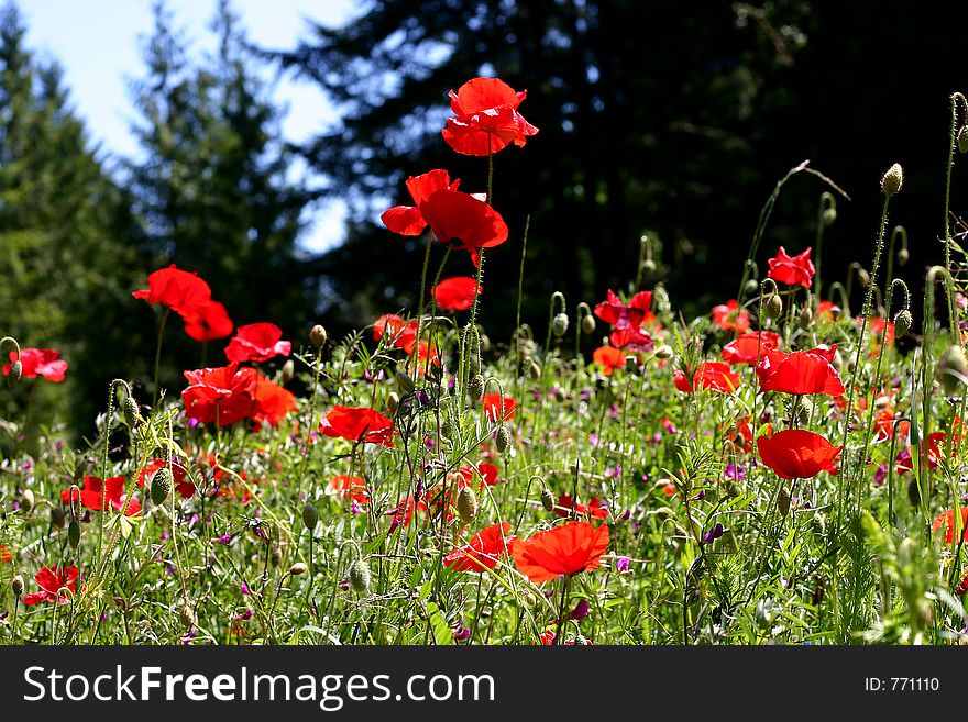 Wildflower meadow with wild red poppies. Wildflower meadow with wild red poppies