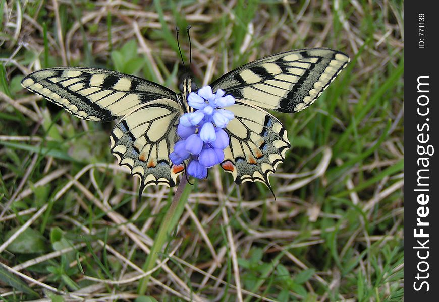 The Butterfly of the year 2005. The Butterfly of the year 2005.