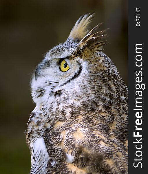 Great Horned Owl (Bubo virginianus) looks up - dark background