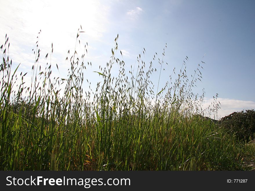 Tall Wheatgrass Blades on Bright Sky