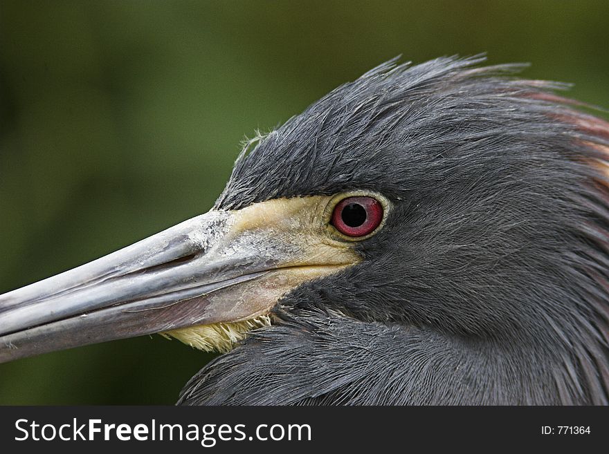 Head shot of nesting tricolor heron.