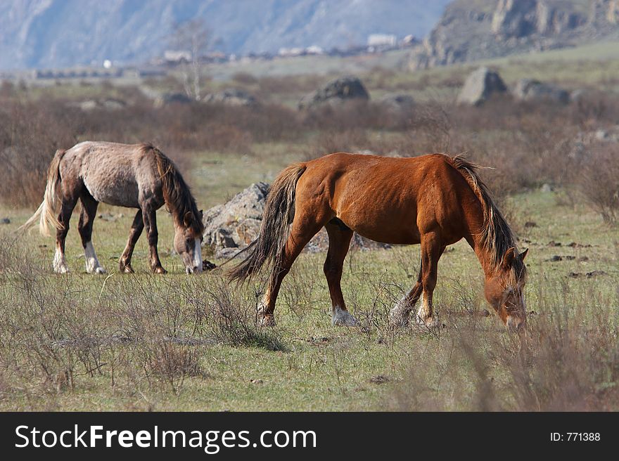 Two horses. Altay.