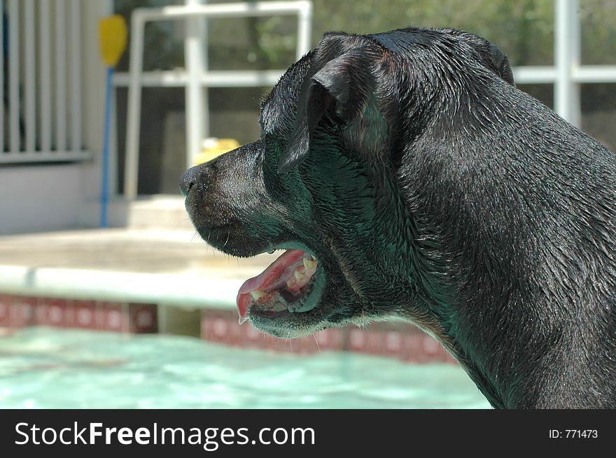 George the wonder dog contemplates a dip in the pool. George the wonder dog contemplates a dip in the pool.