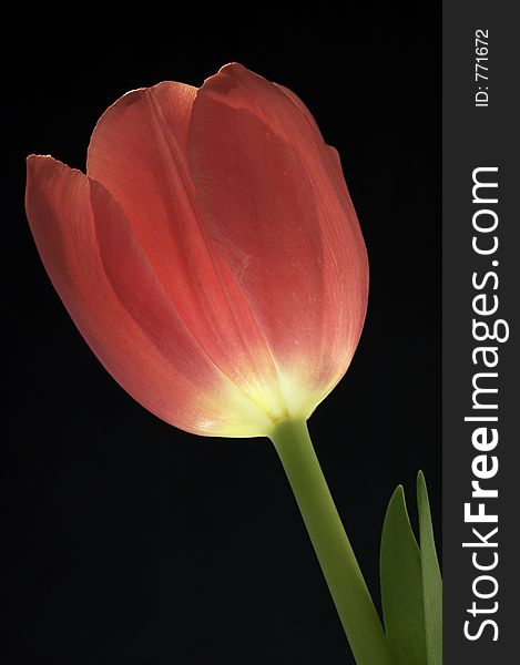 Glowing tulip on black background. Glowing tulip on black background