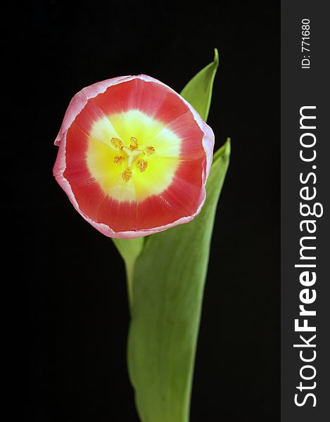 Internal view of tulip with stem and leaf. Internal view of tulip with stem and leaf
