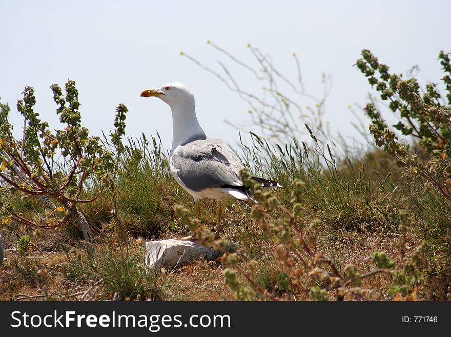 Seagull looking out over clifftop