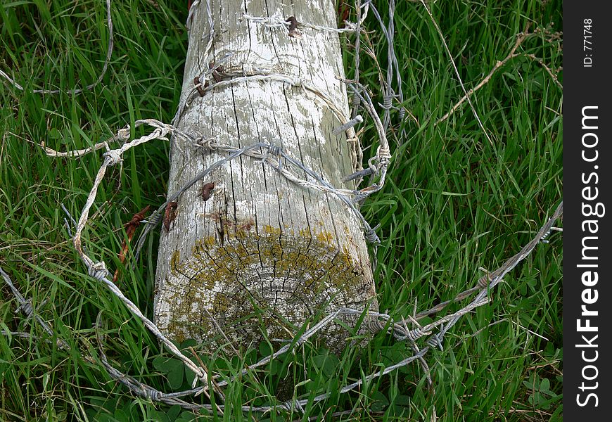 A post wrapped in barbed wire. A post wrapped in barbed wire
