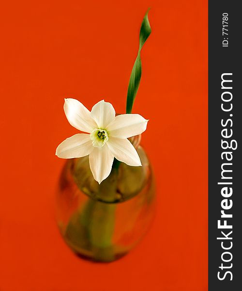 Flower Narcissus