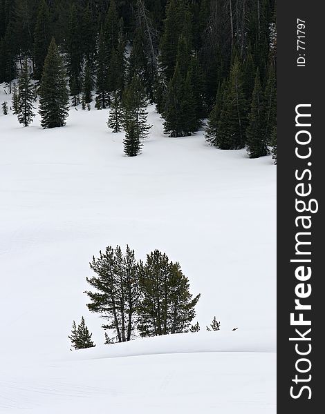 Trees in snow - behind small bank of snow with edge of forest in background. just outside of grand teton national park, wyoming