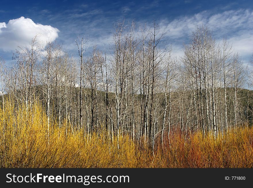 Grand tetons national park - beautiful, colorful brush with trees in may