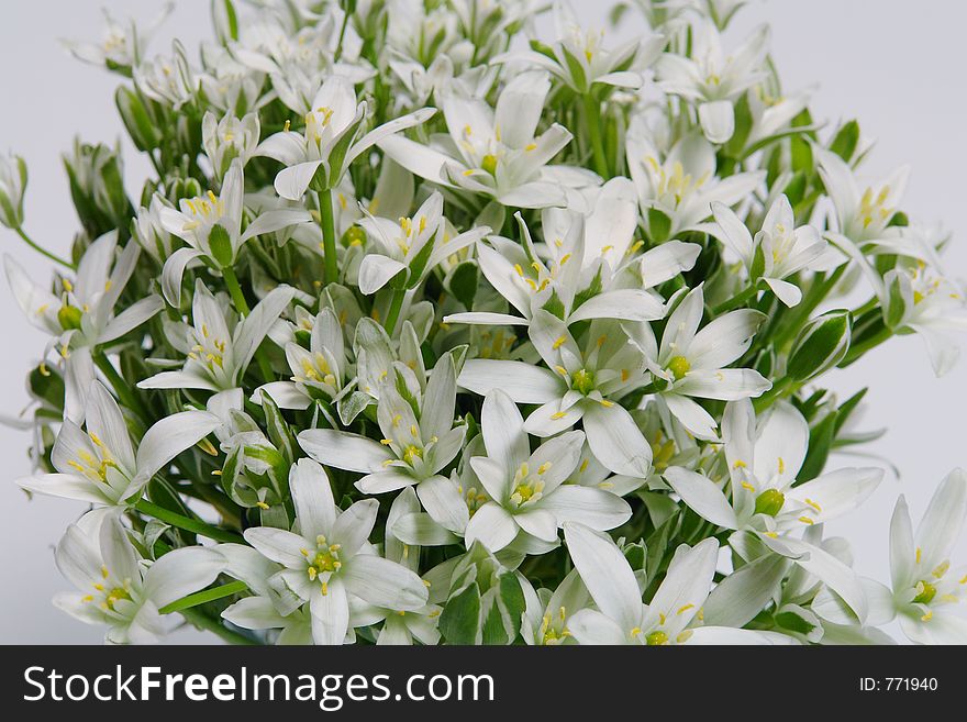 White spring flowers