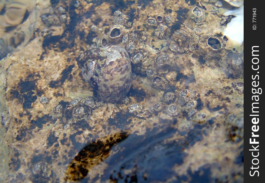 Snail in the water. Snail in the water