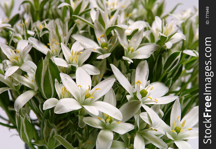 White spring flowers