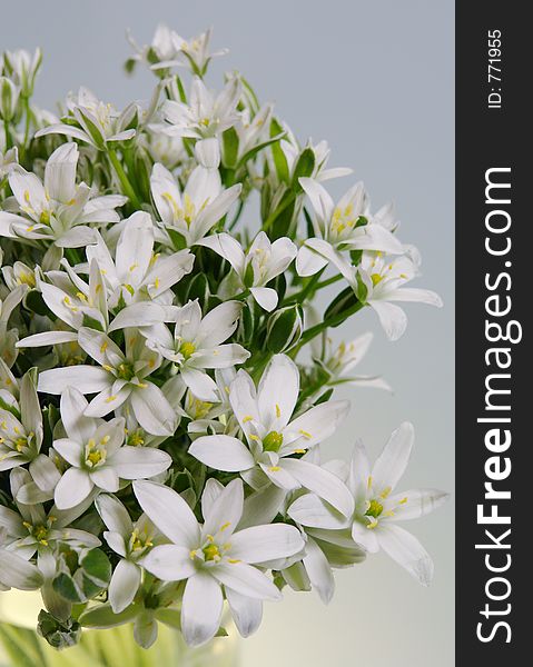 Bouquet From White Colours