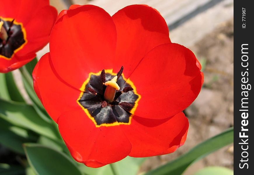 Tulip