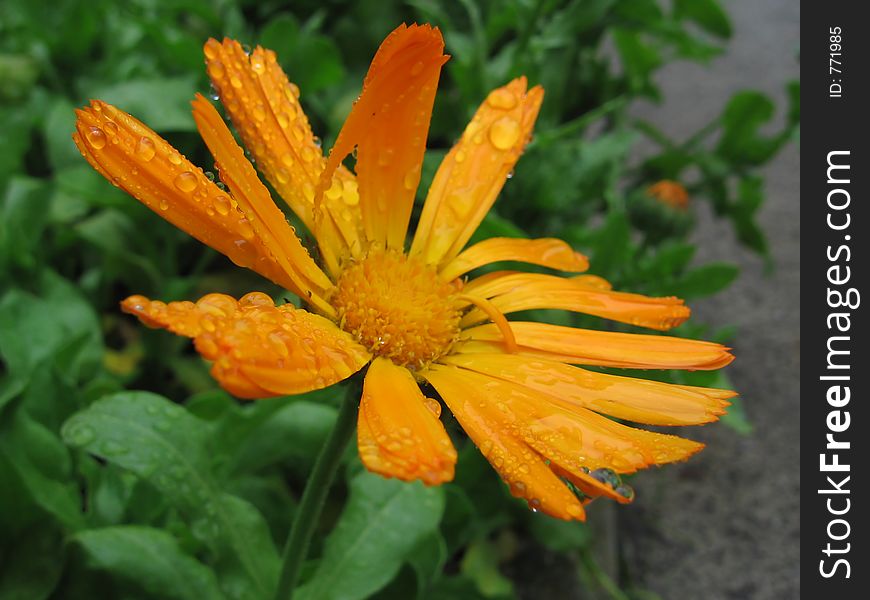 Flower After Raining
