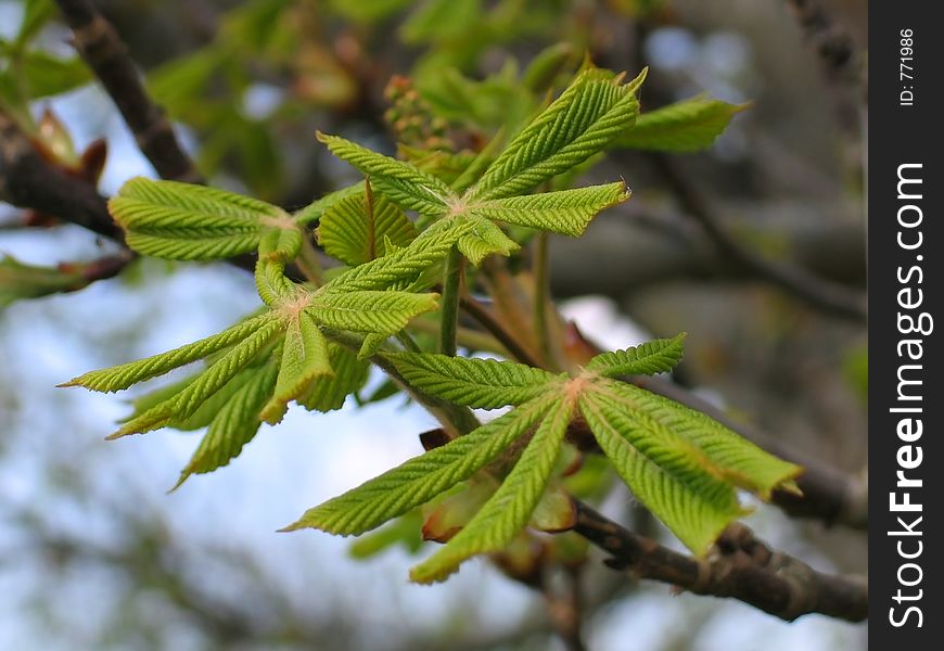 Conker branch with leaves