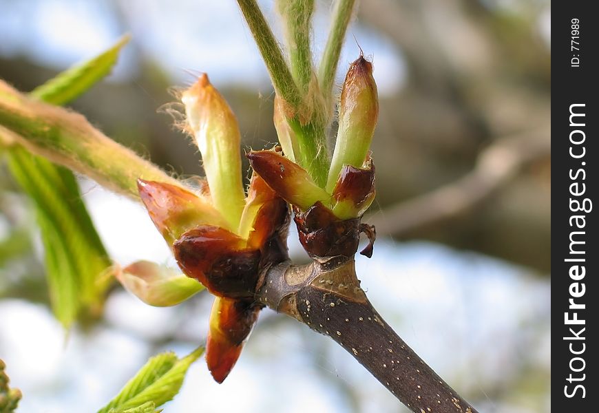 Conker branch closeup. Conker branch closeup