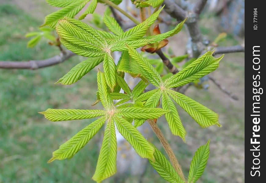 Conker Leaves