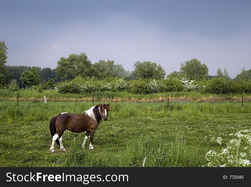 Pony in field