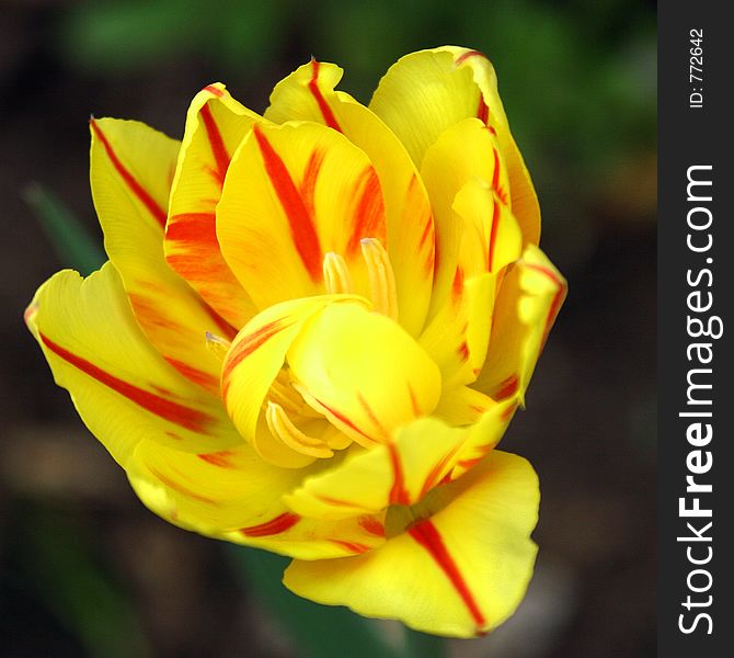 Spring flowers in my garden. Solar May day. Spring flowers in my garden. Solar May day.