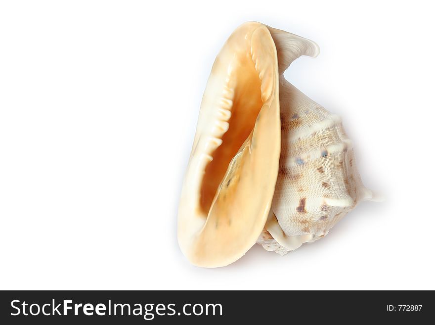 Beach Object  Conch