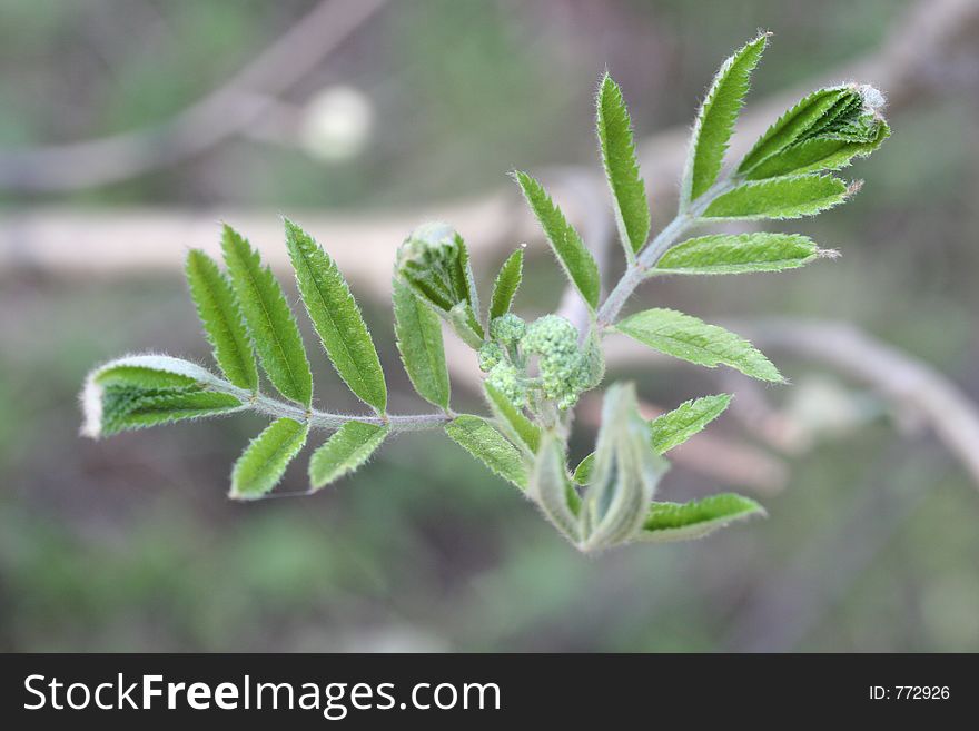 Spring rowen-tree young leaves, macro. Spring rowen-tree young leaves, macro