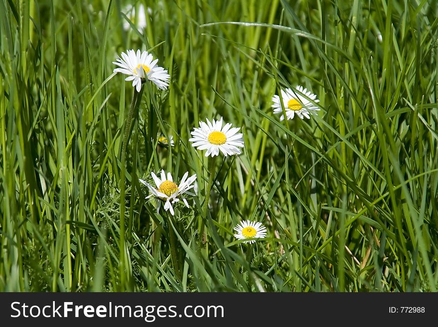 Close of a daisy in a field