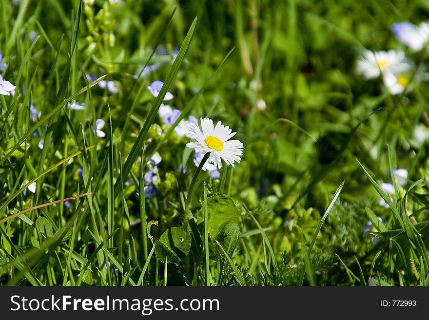 Close of a daisy in a field