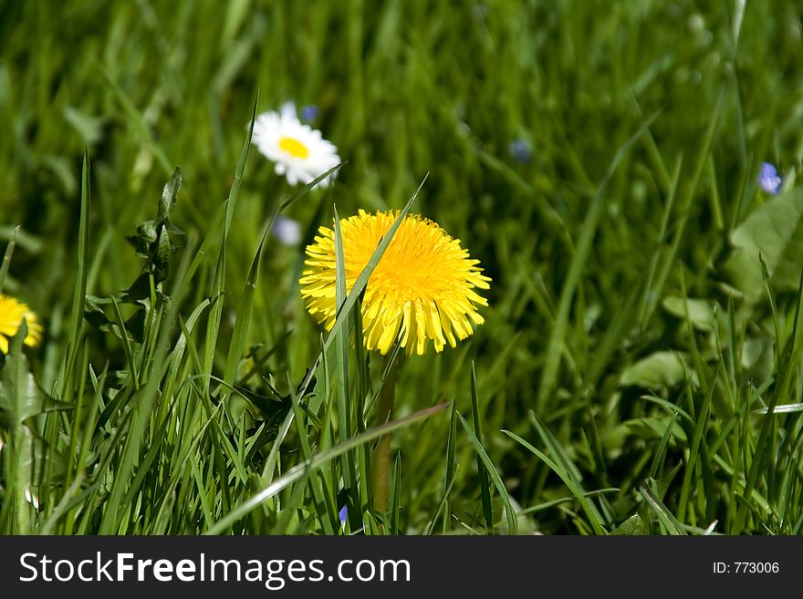 Close up a dandelion in a field