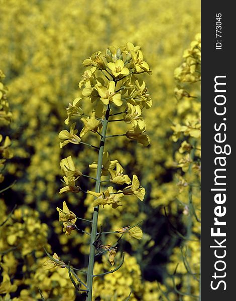 Rapeseed In Germany 02