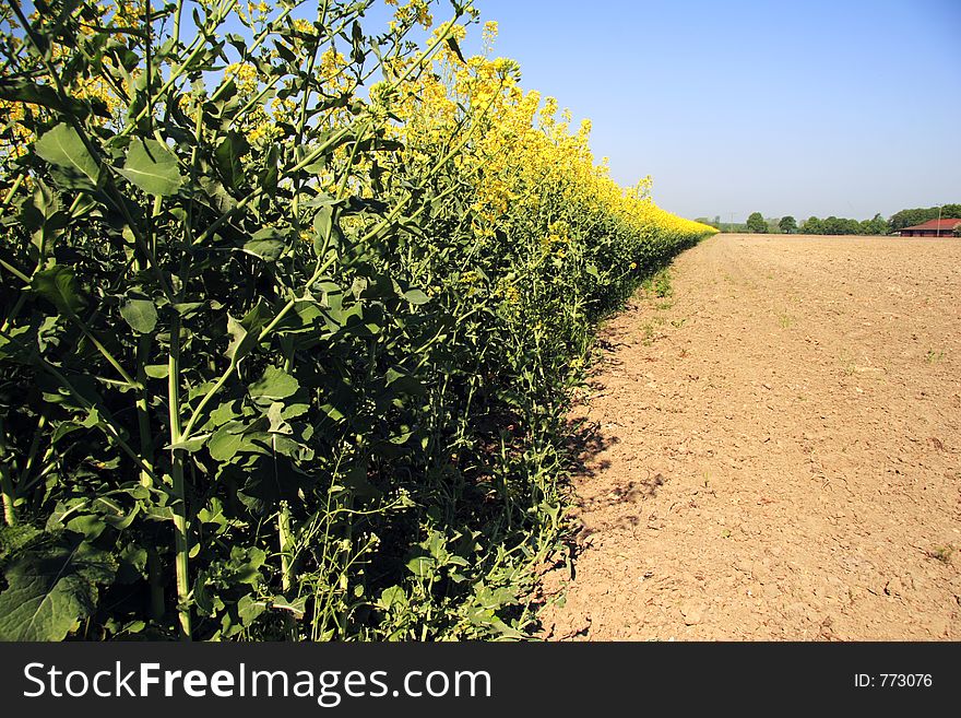 Rapeseed In Germany 04
