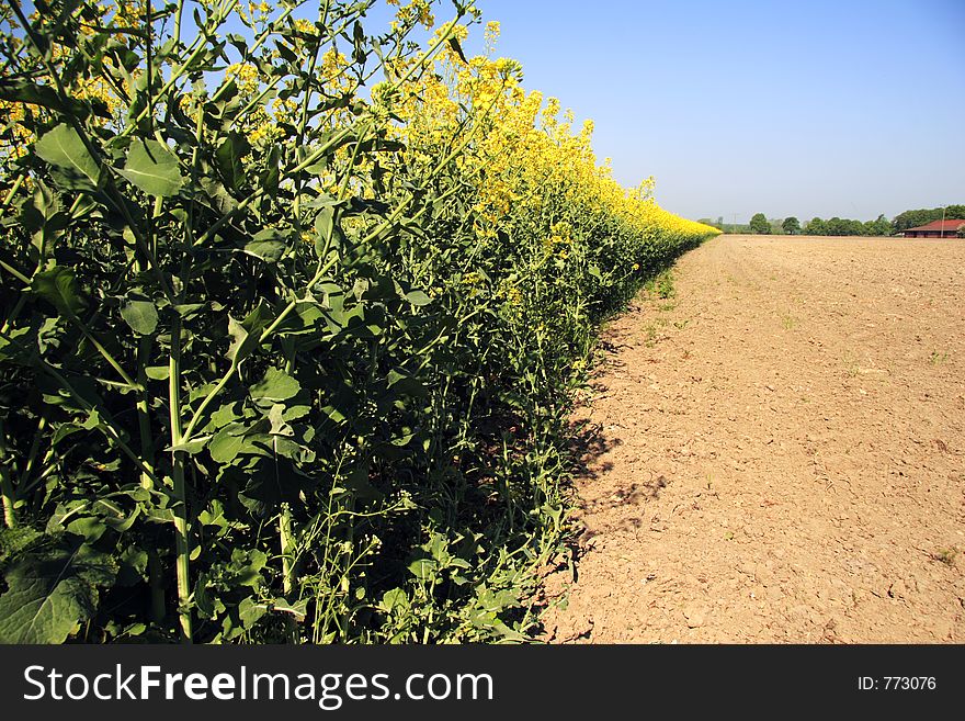 area under cultivation. area under cultivation