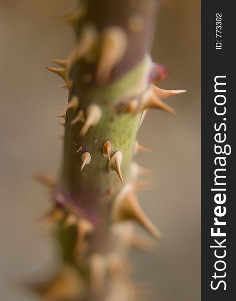 Thorns on a rose bush with a very shallow depth of field