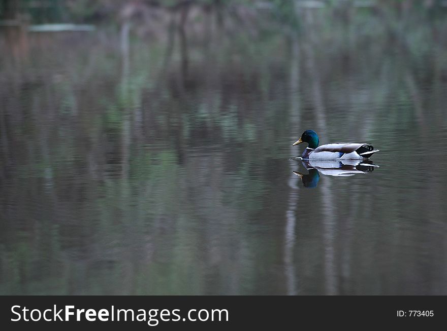 Reflection of lone duck on still water. Reflection of lone duck on still water