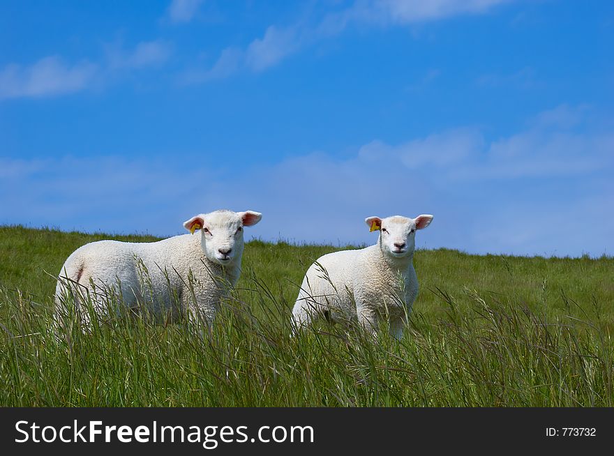 Two baby sheep with green gras and blue sky. Two baby sheep with green gras and blue sky