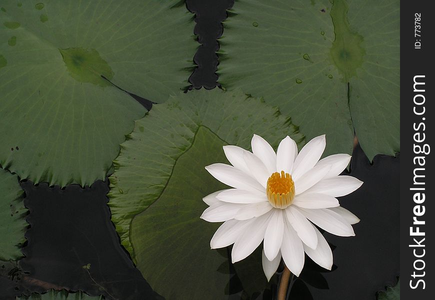 Water Lily With Leaves In Pond