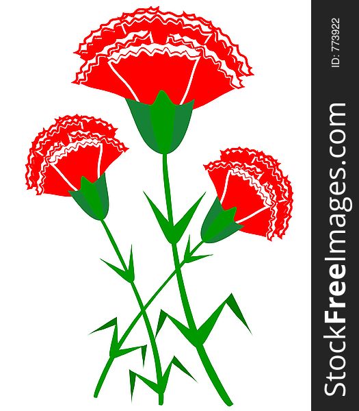 Red carnations with a white strip.