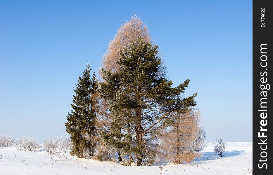Frosten trees Whinter landscape