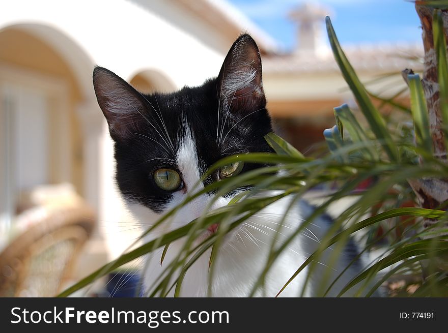 Cat in palm. Cat in palm