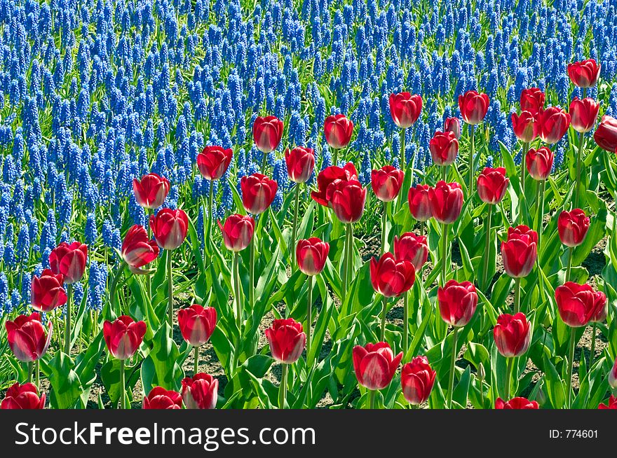 A beautiful red and blue bed of flowers