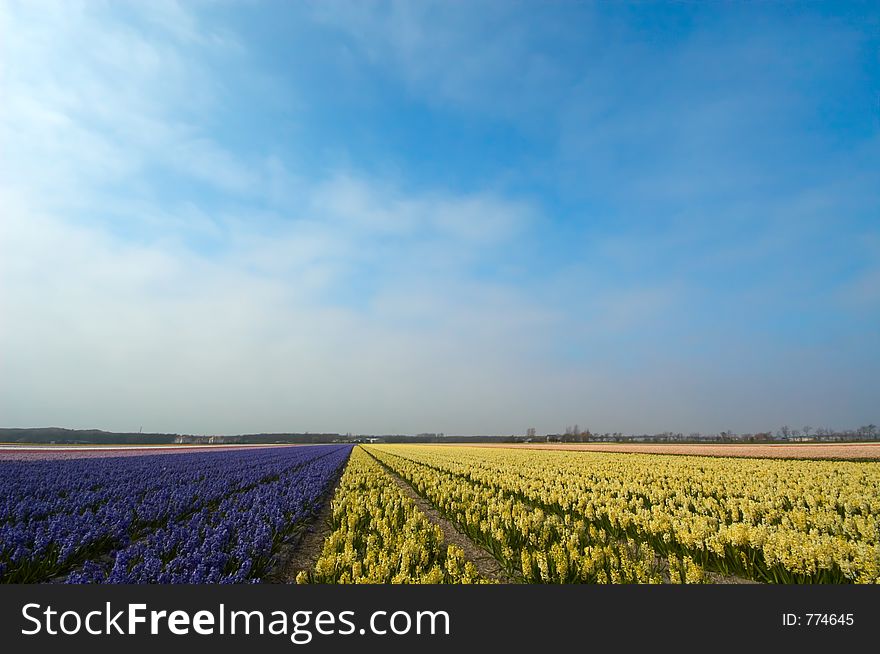 Yellow and purple flower bed