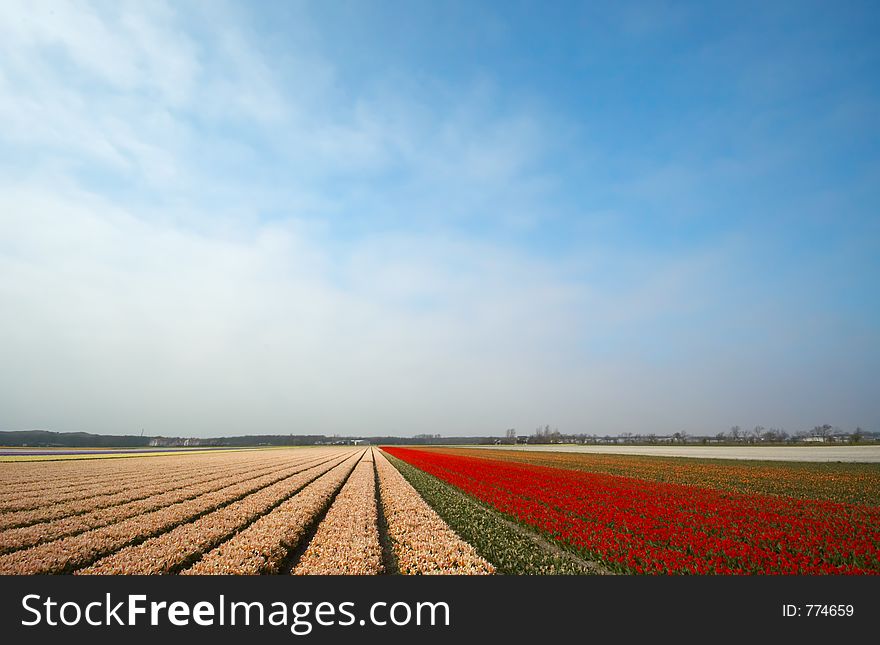 Field Of Flowers In Spring