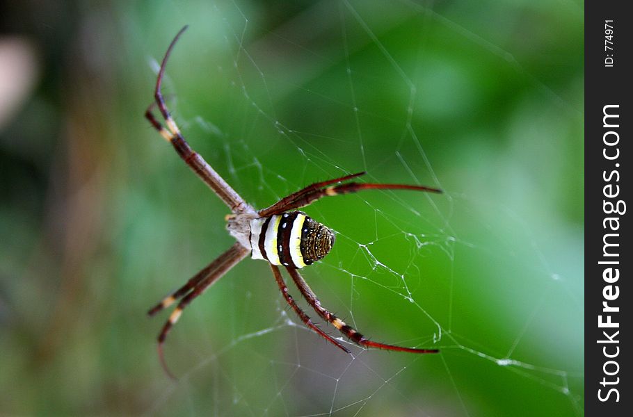 St Andrew s Cross Spider