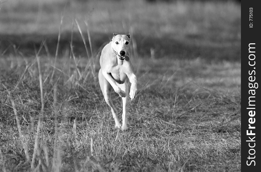 Action shot of a whippet running