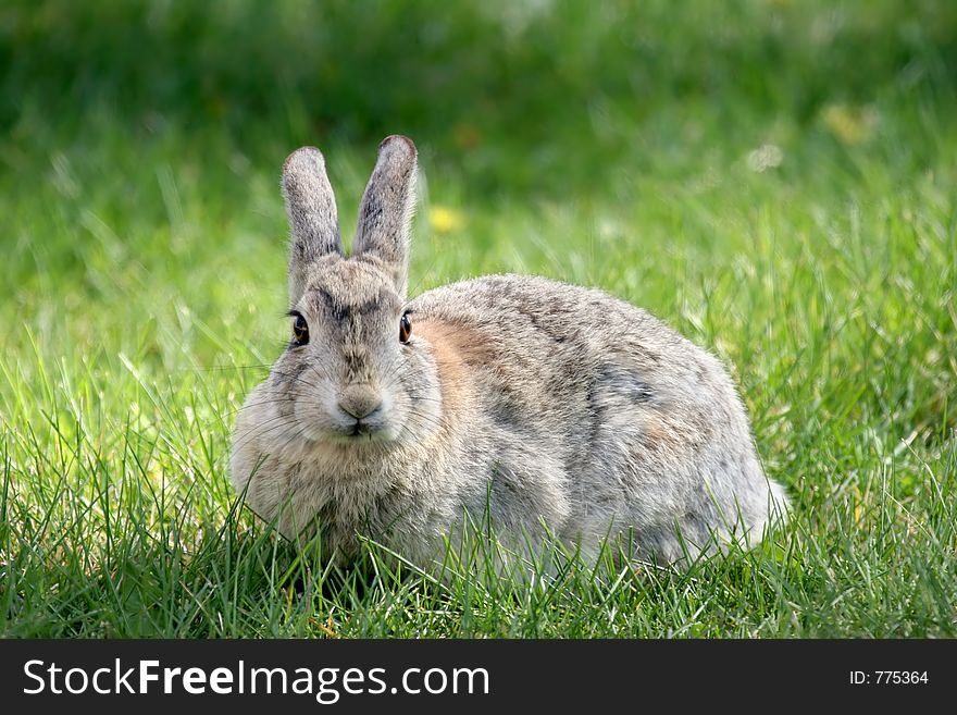 Rabbit on the grass, focus on eyes. Rabbit on the grass, focus on eyes